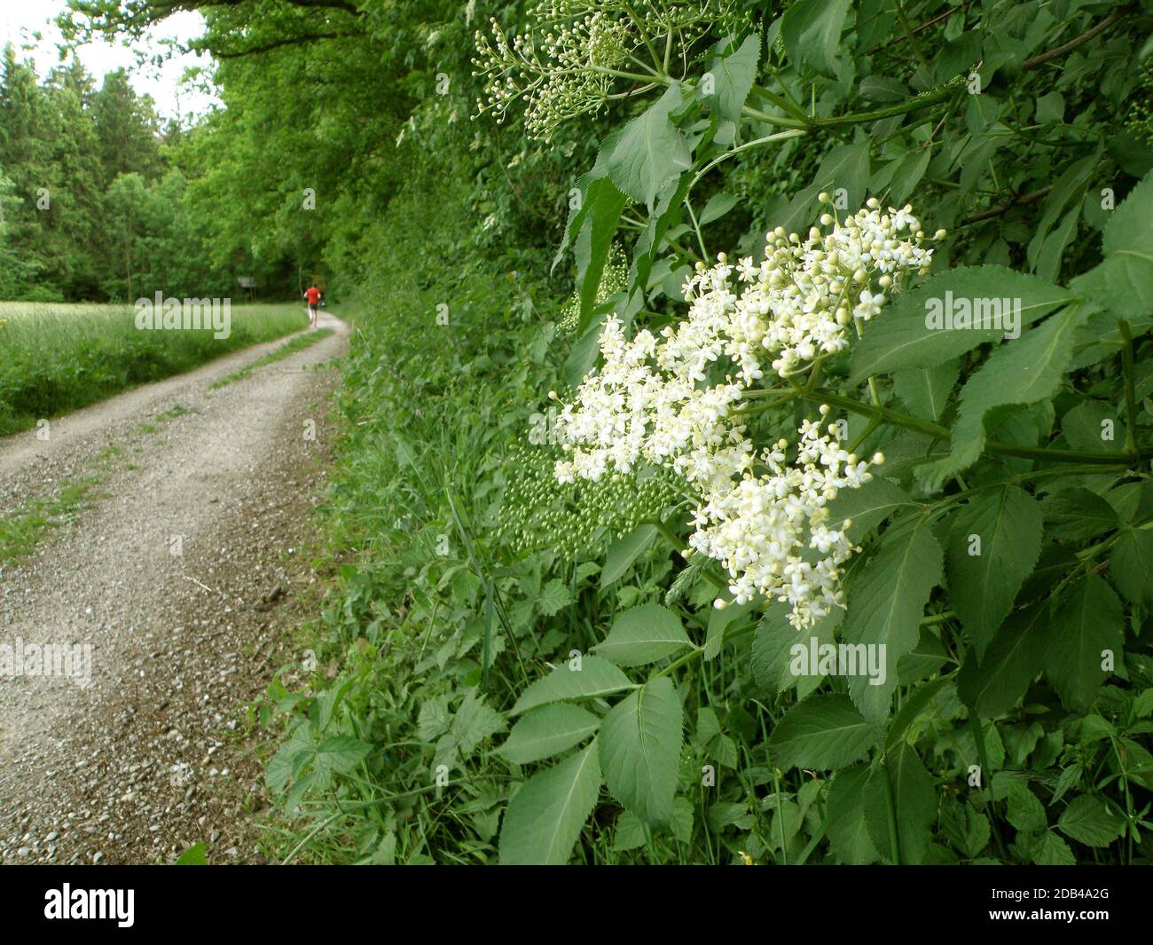 Holunderblüten im Frühling - die bekannteste Holunderart ist der Schwarze Holunder, der im heutigen Sprachgebrauch meistgekürt als „Holunder“, in N Stockfoto