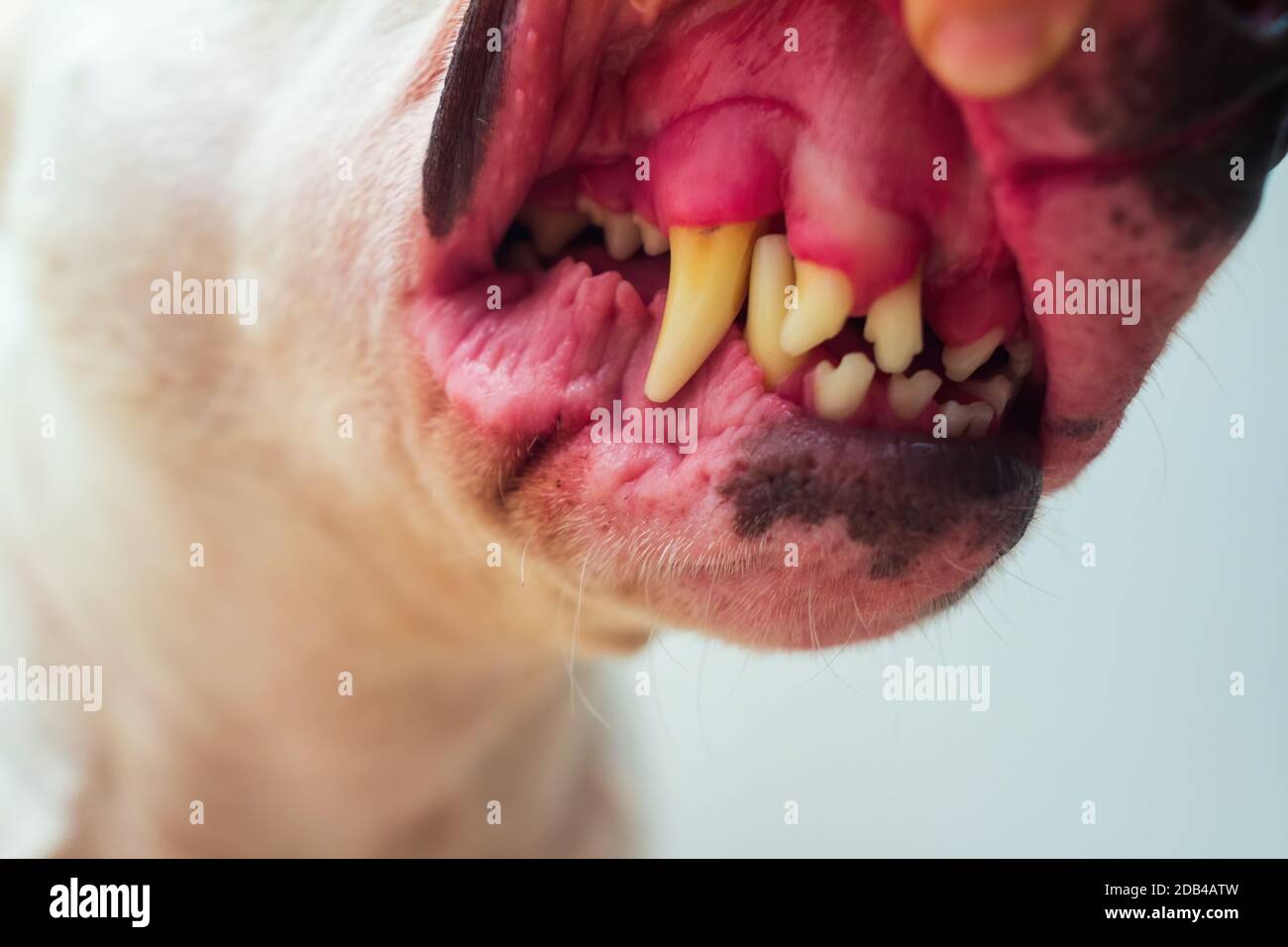 Zähne von weißen englischen Bullterrier Hund. Stockfoto
