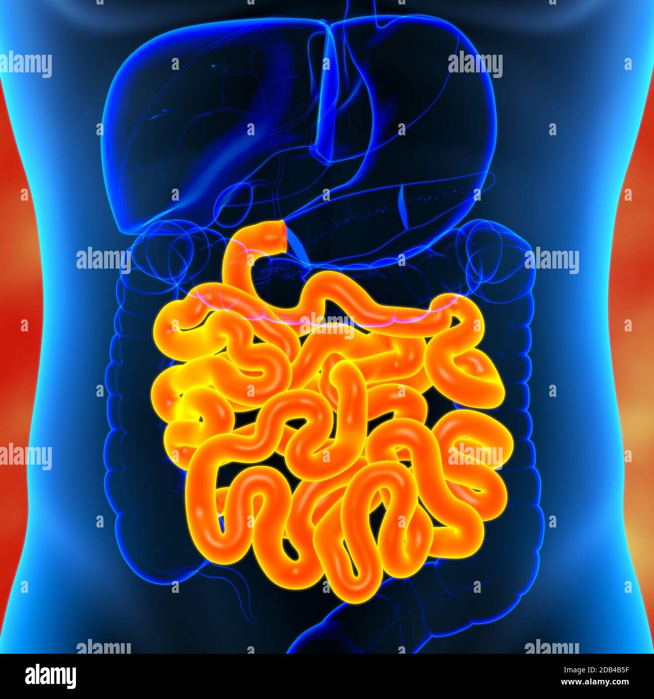 d-nndarm-3d-illustration-human-digestive-system-anatomie-f-r