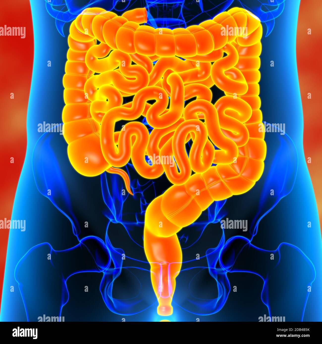 3DIllustration des Dünndarms und des Dickdarms Anatomie des