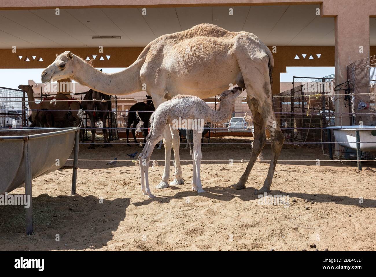Vereinigte Arabische Emirate / Al Dhaid / Young Racing Kamele , Baby Kamel Milch von Mutter trinken Stockfoto