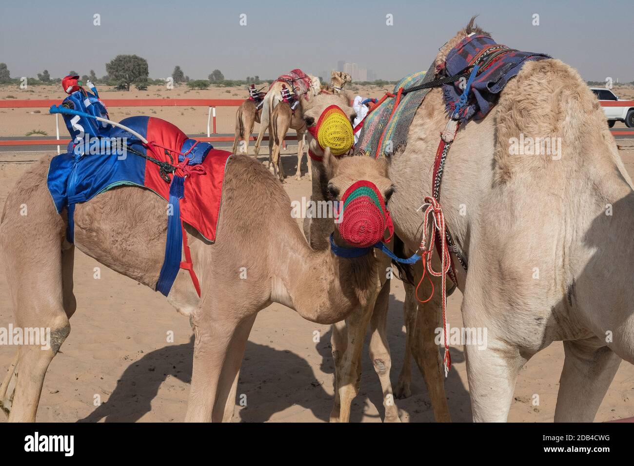 Vereinigte Arabische Emirate / Al Dhaid / Rennkamele treten an. Auf der Al Dhaid Camel Race Track in der Zentralregion des Emirats Sharjah. In einem modernen ta Stockfoto