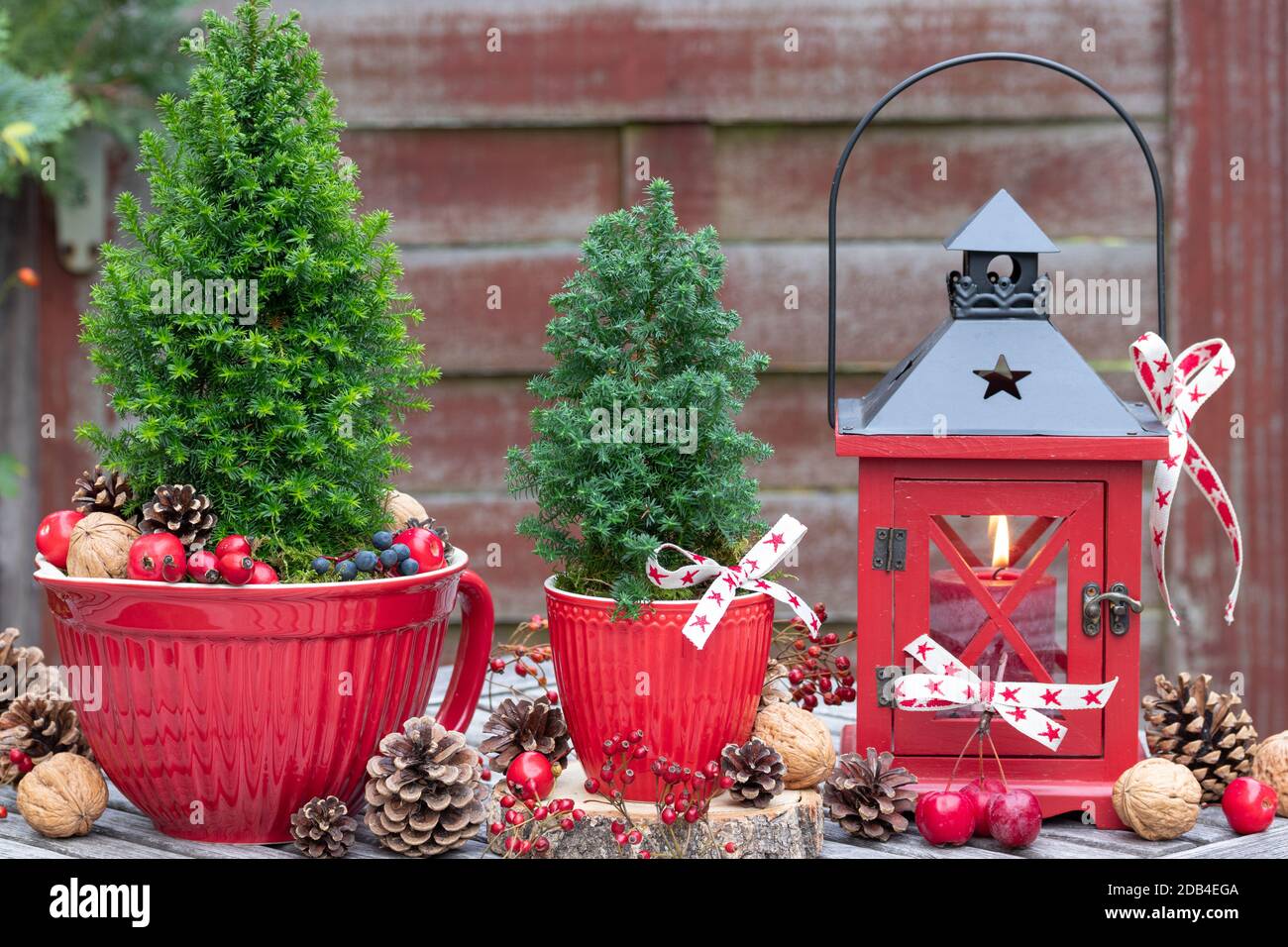 weihnachtsdekoration in rot mit picea glauca und Laterne Stockfoto
