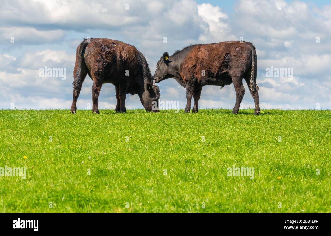 Zwei braune Kühe auf einem Hügel, der sich im Mai in West Sussex, England, gegenübersteht. Stockfoto