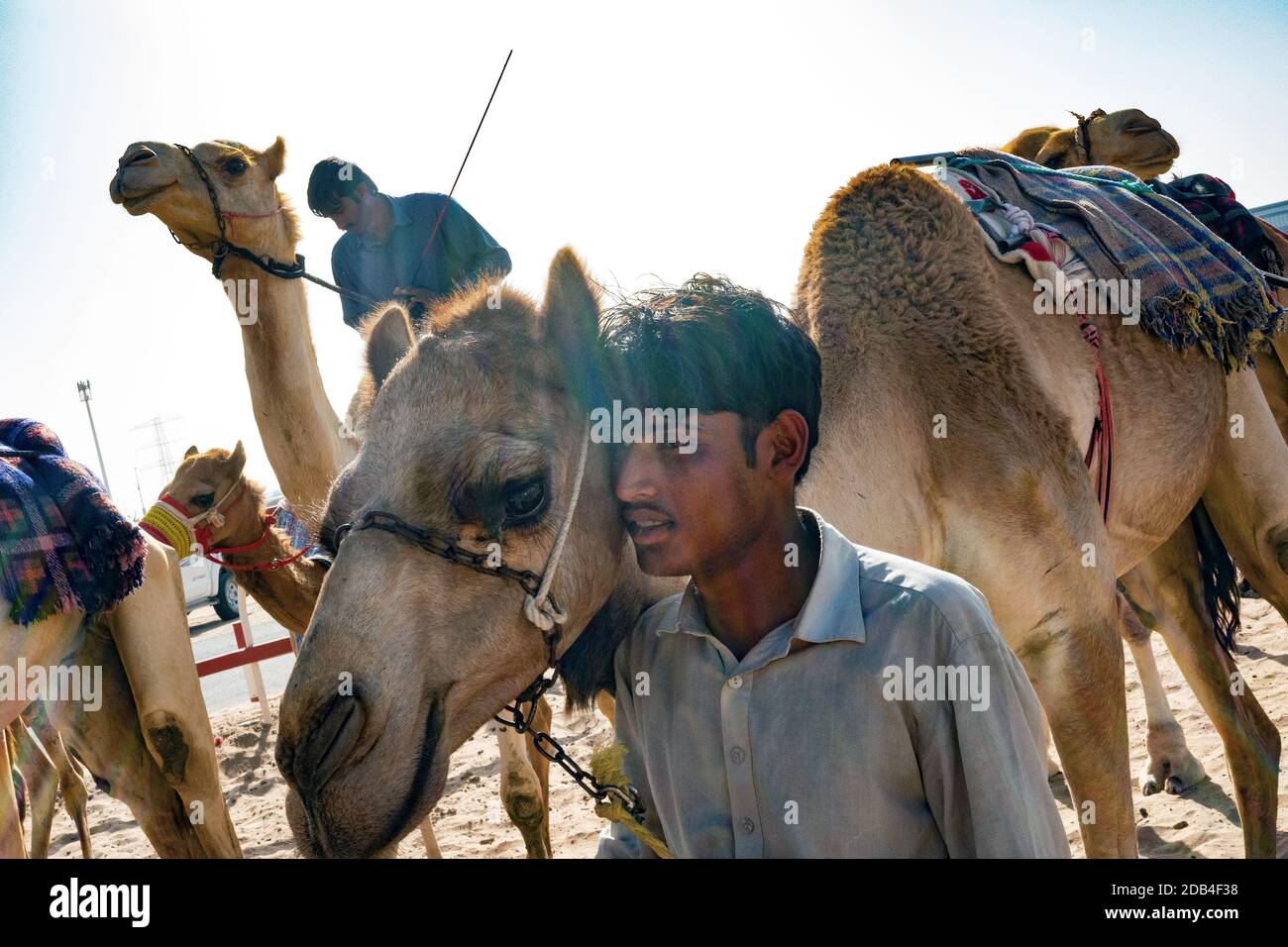 Vereinigte Arabische Emirate / Al Dhaid / Kameltrainer mit ihren Kamelen, in der Nähe der Kamelrennbahn. Stockfoto