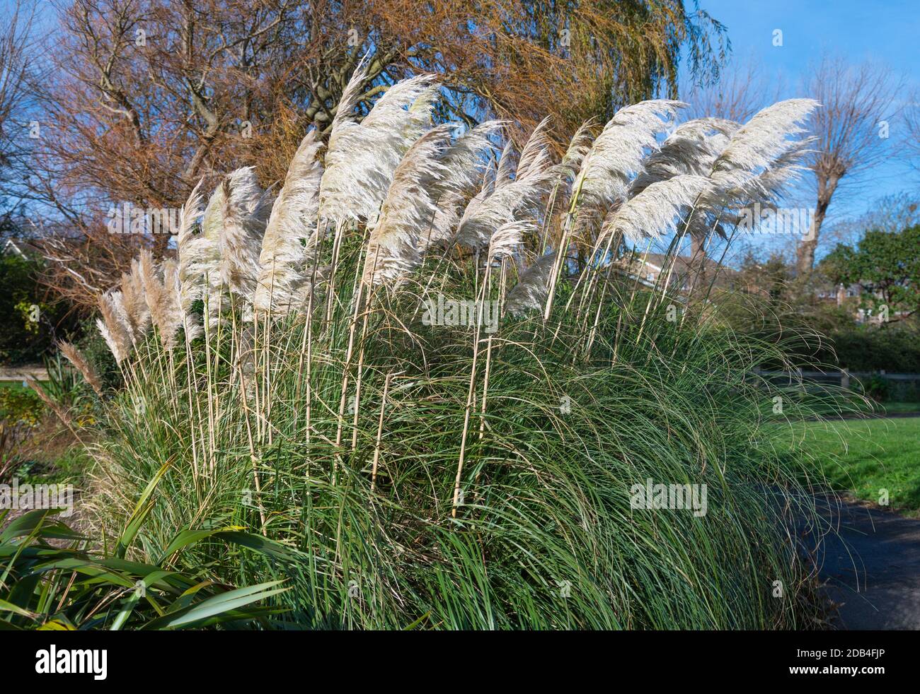Pampas Gras (Cortaderia selloana) wächst in einem Park im Herbst in Mewsbrook Park, Littlehampton, West Sussex, England, Großbritannien. Stockfoto