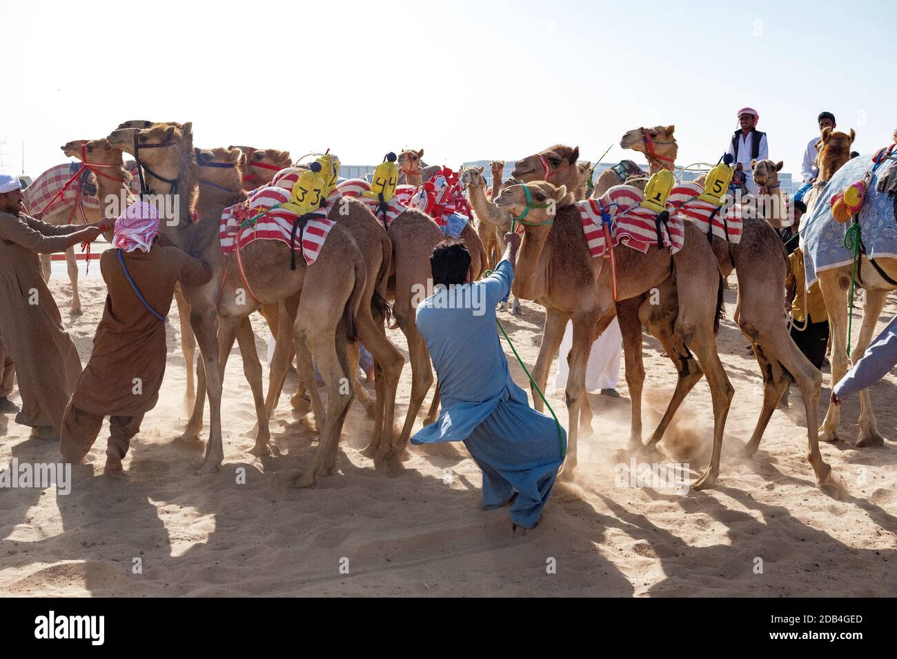Vereinigte Arabische Emirate / Al Dhaid / Kameltrainer mit ihren Kamelen, in der Nähe der Kamelrennbahn. Stockfoto