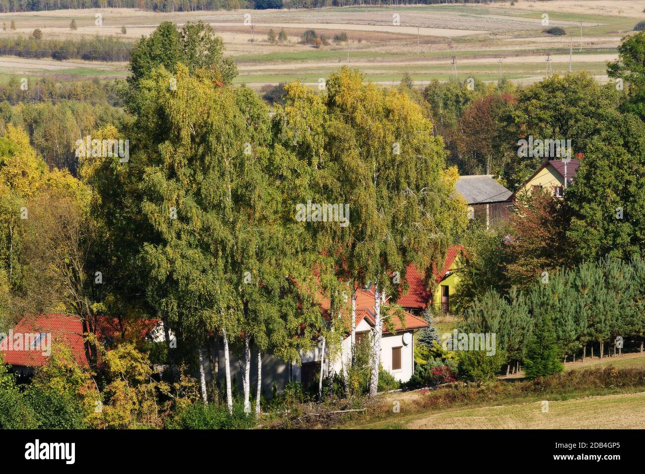 Birkenhain wächst in der Nähe des Landhauses. Ländliche Landschaft in der Provinz Swietokrzyskie, Polen. Stockfoto