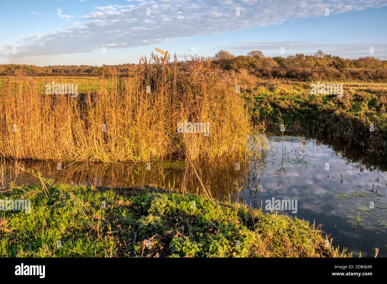 Drainage Kanal auf Süßwasser Sumpf Weide am Ostufer des Wash. Stockfoto