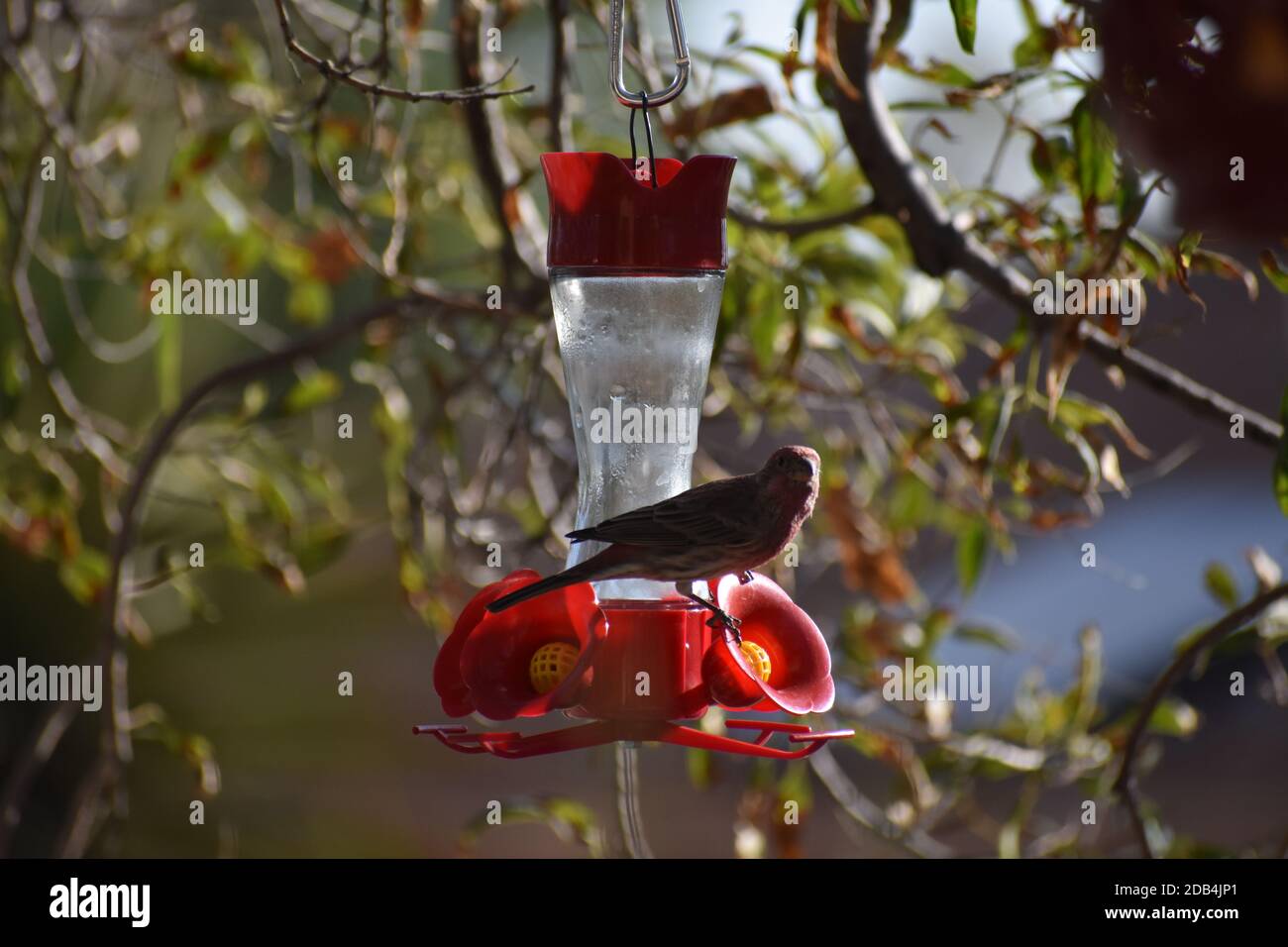 Ein Vogel ruht sich auf dem roten Kolibri-Fresser aus und schaut auf den Betrachter. Verschwommener Baum im Hintergrund. Stockfoto