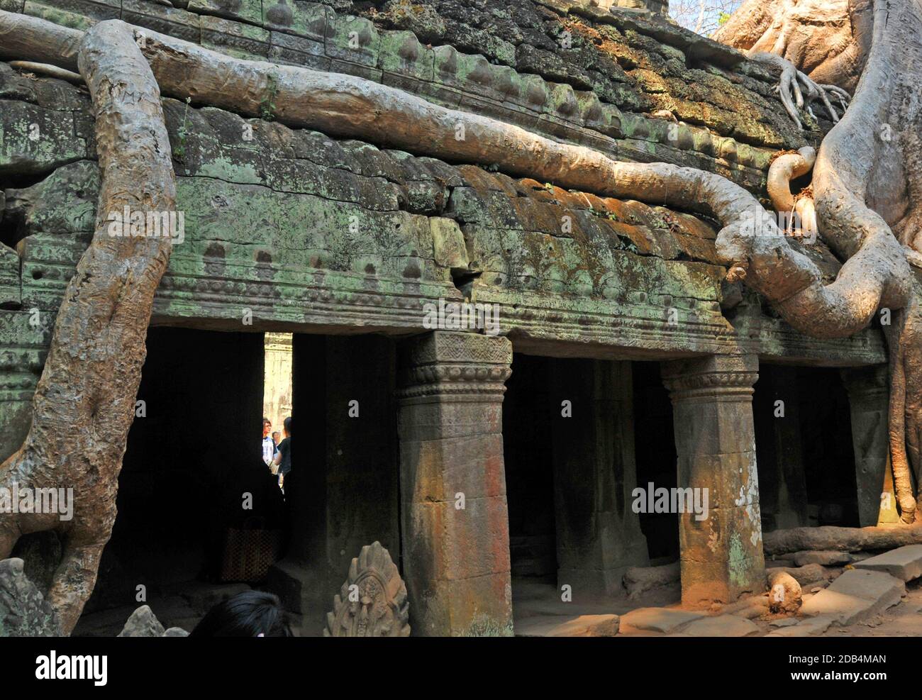 Baumroten überwuchert der Tempelanlage von Ta Prohm, Angkor, Cambogia Stockfoto