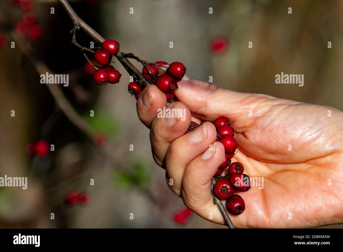 Weibliche Hand pflücken roten Weißdorn Beeren, auch als Crataegus, Quickthorn oder Dornbusch Stockfoto