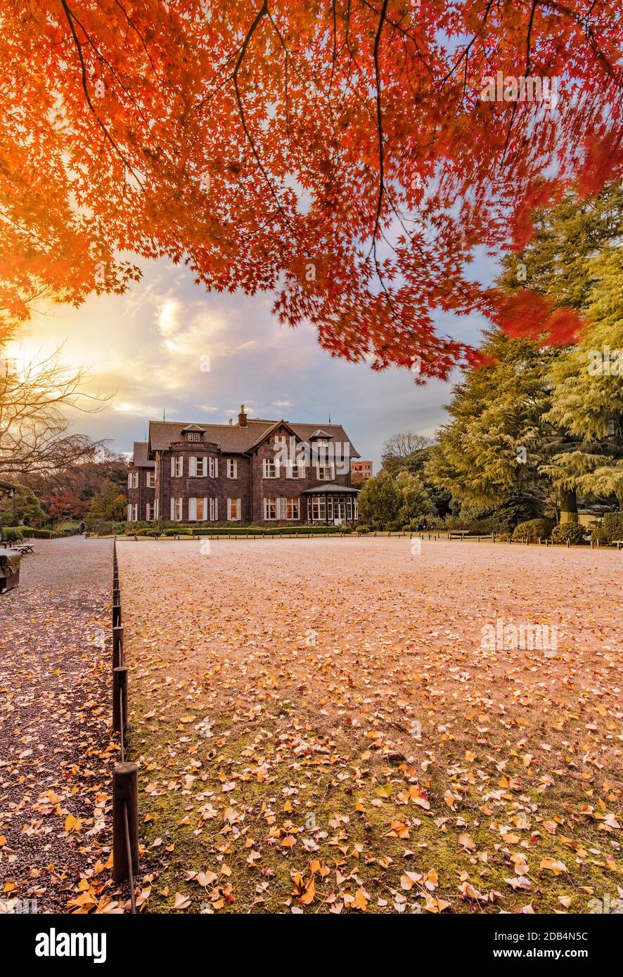 Sonnenuntergang im Tokyo Metropolitan Park KyuFurukawas altes Herrenhaus im westlichen Stil am roten Ahorn Momiji verlässt die Saison im Herbst. Stockfoto