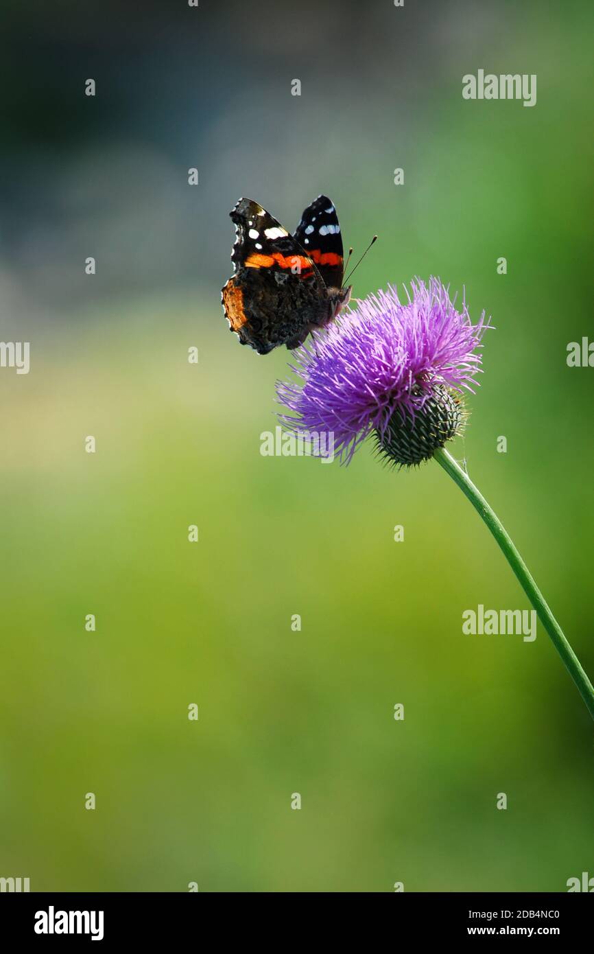 Schöner, friedlicher Schmetterling auf Blume. Stockfoto