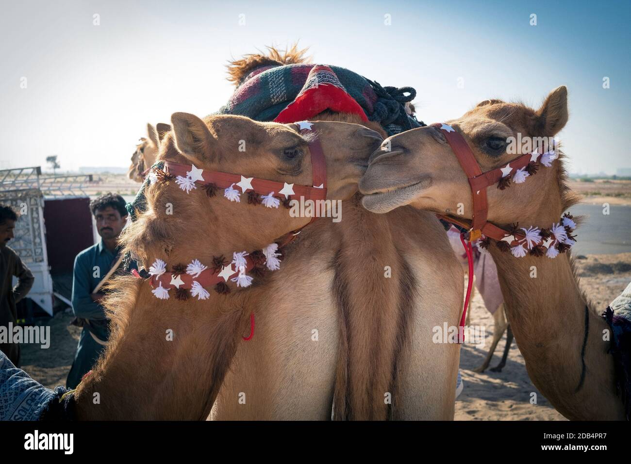 Vereinigte Arabische Emirate / Al Dhaid / zwei Kamele küssen sich in der Nähe der Kamelrennbahn. Stockfoto