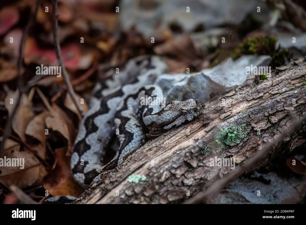 Aktuelles Foto von Horned Viper wahrscheinlich die gefährlichste Europäische Viper nahmen auf dem Sabotin-Hügel in Slowenien oberhalb von Soca River Mitte November 2020 bei Stockfoto