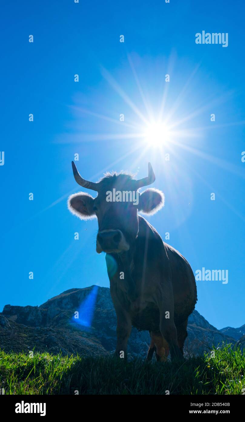 VACA - KUH, Bejes Dorf, Cillórigo de Liébana, Liébana Tal, Kantabrien, Spanien, Europa Stockfoto