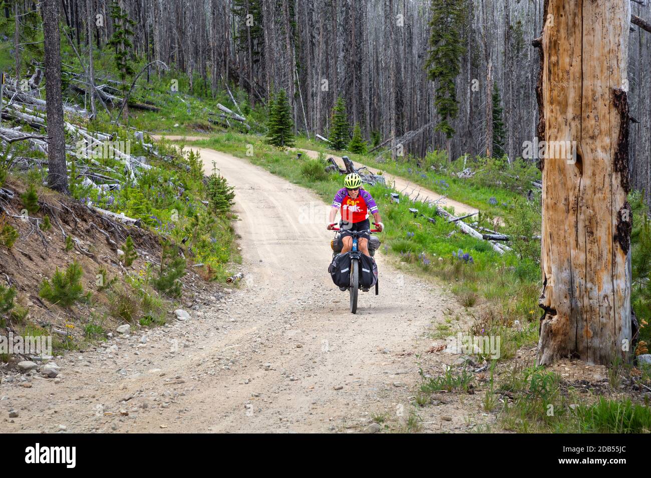 WA18108-00...WASHINGTON - Radfahrer, die durch eine alte Verbrennung in Loomis reiten State Forest auf dem Weg zum Lone Frank Pass während Im Anschluss an die Cascade Adventur Stockfoto