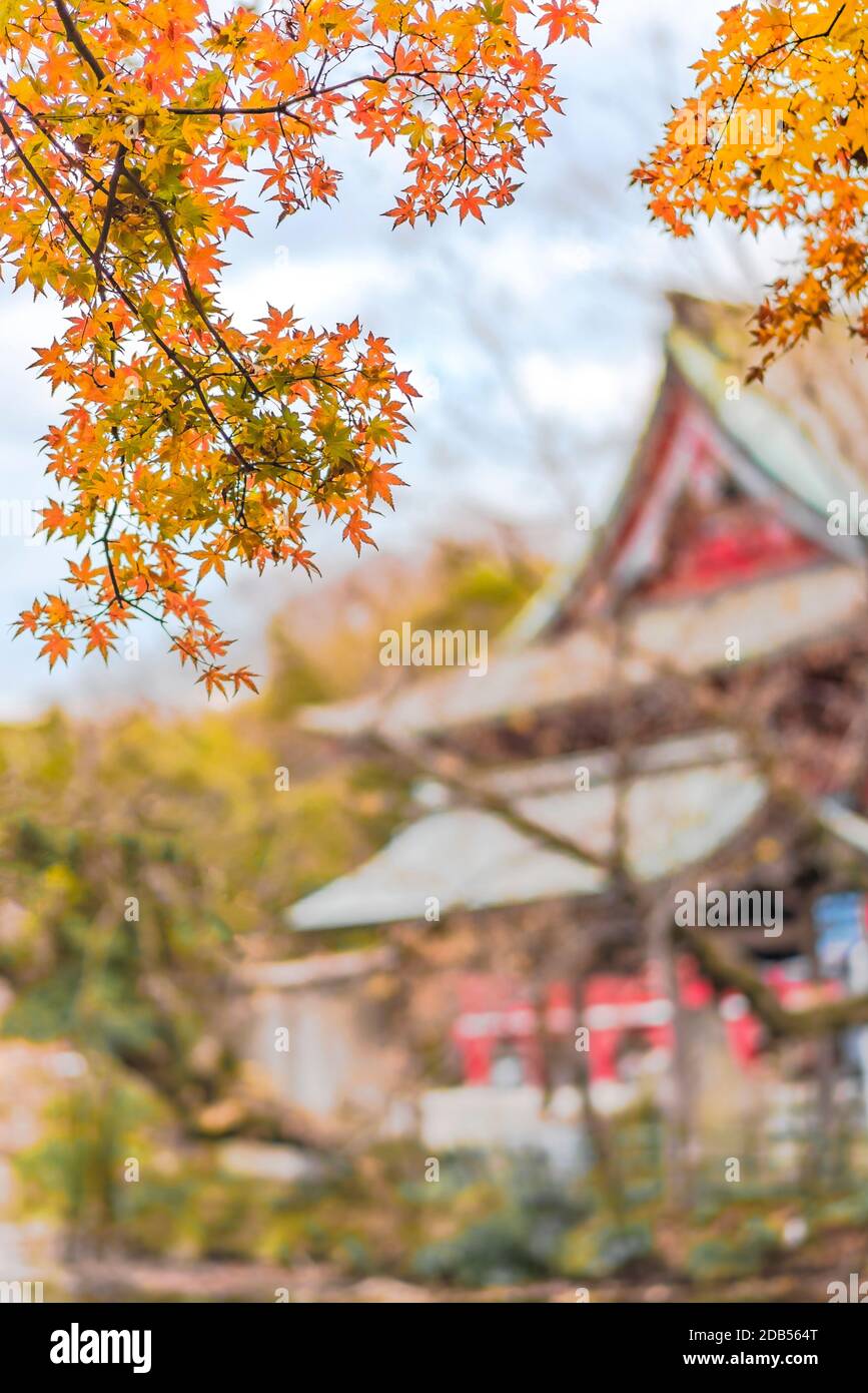 Herbst Laub mit Blick auf einen japanischen Tempel Benzaiten im Wald parc der Inokashira in Kichijoji Stadt Stockfoto