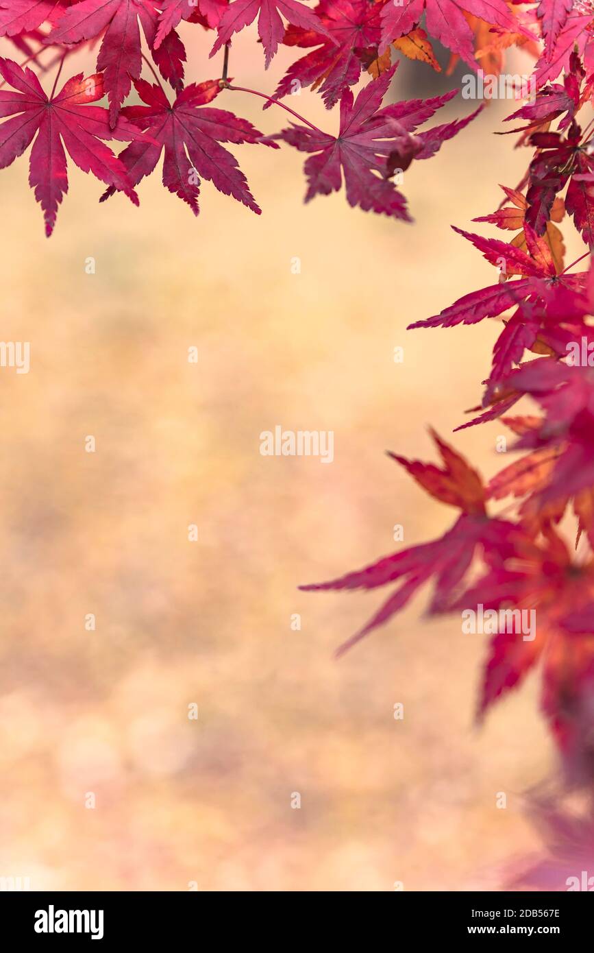 Schöne Herbstfarben der japanischen Ahorn iroha momiji Blätter Hintergrund in Tokio öffentlichen Park in Japan Stockfoto