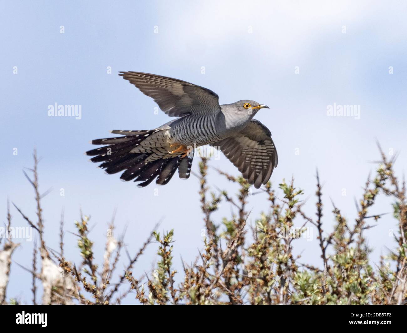 Kuckuck, Cuculus canorus erwachsenes Männchen, das Sanddorn besucht, um sich von einer Fülle von Braunschwanzratten zu ernähren, Holme, Norfolk, Mai Stockfoto