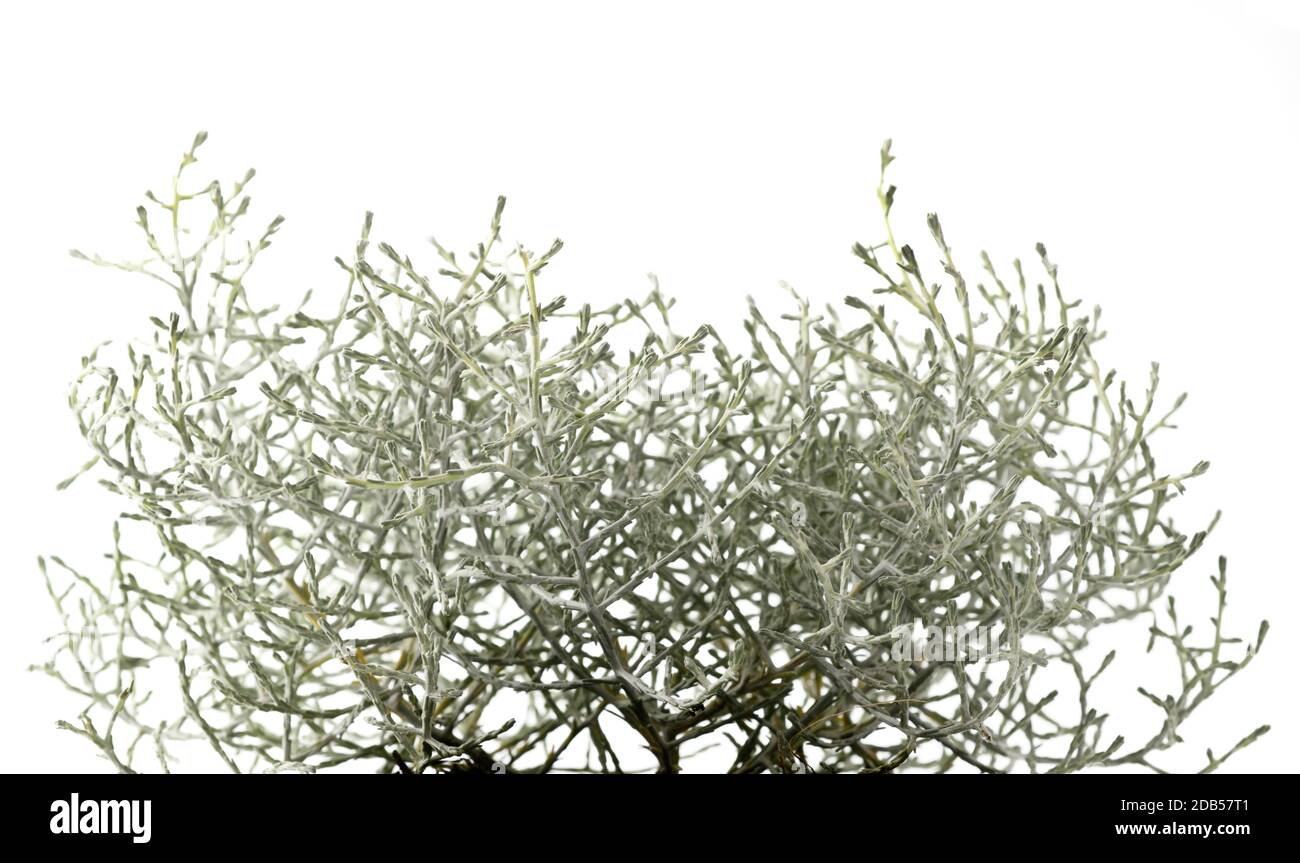 Kissen Busch Pflanze Pflanze isoliert auf weißem Hintergrund Stockfoto