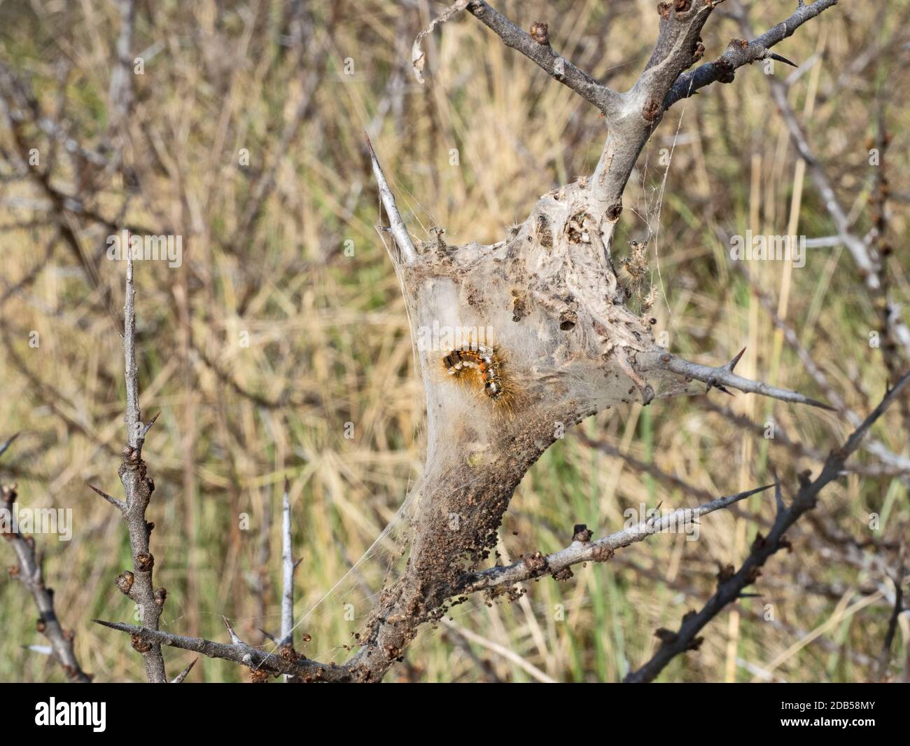 Braunschwanz-Motte Euproctis chrysorrhoe, Raupen im Gemeinschaftsnetz auf Sanddorn, Nord-Norfolk, Mai Stockfoto