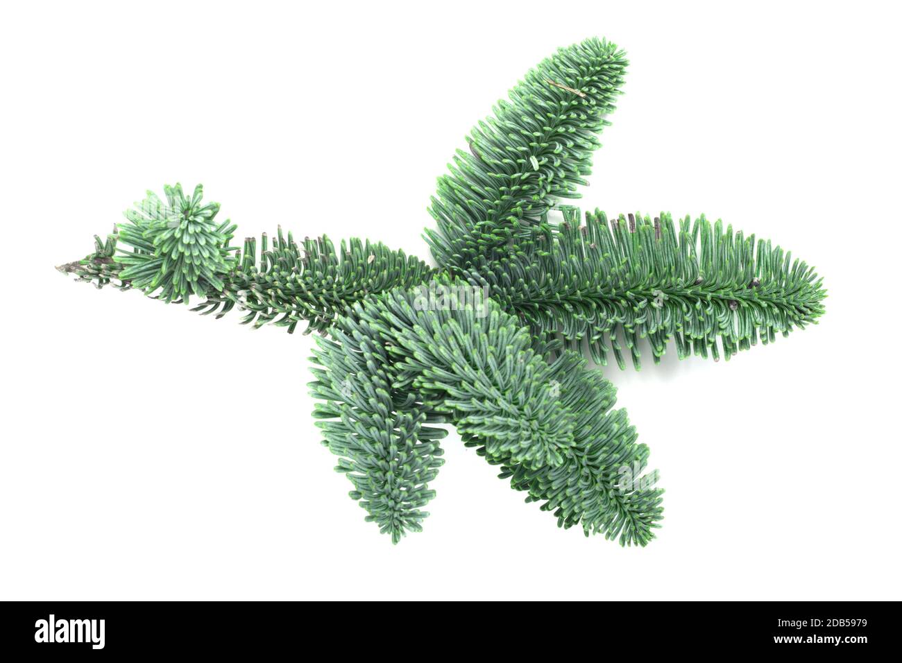 Abies Procera Isolated Fotos Und Bildmaterial In Hoher Aufl sung Alamy Abies Procera Isolated Fotos Und Bildmaterial In Hoher Aufl sung Alamy