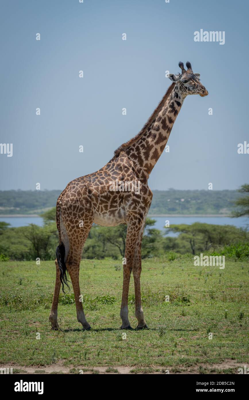 Masai-Giraffe steht mit See im Hintergrund Stockfoto