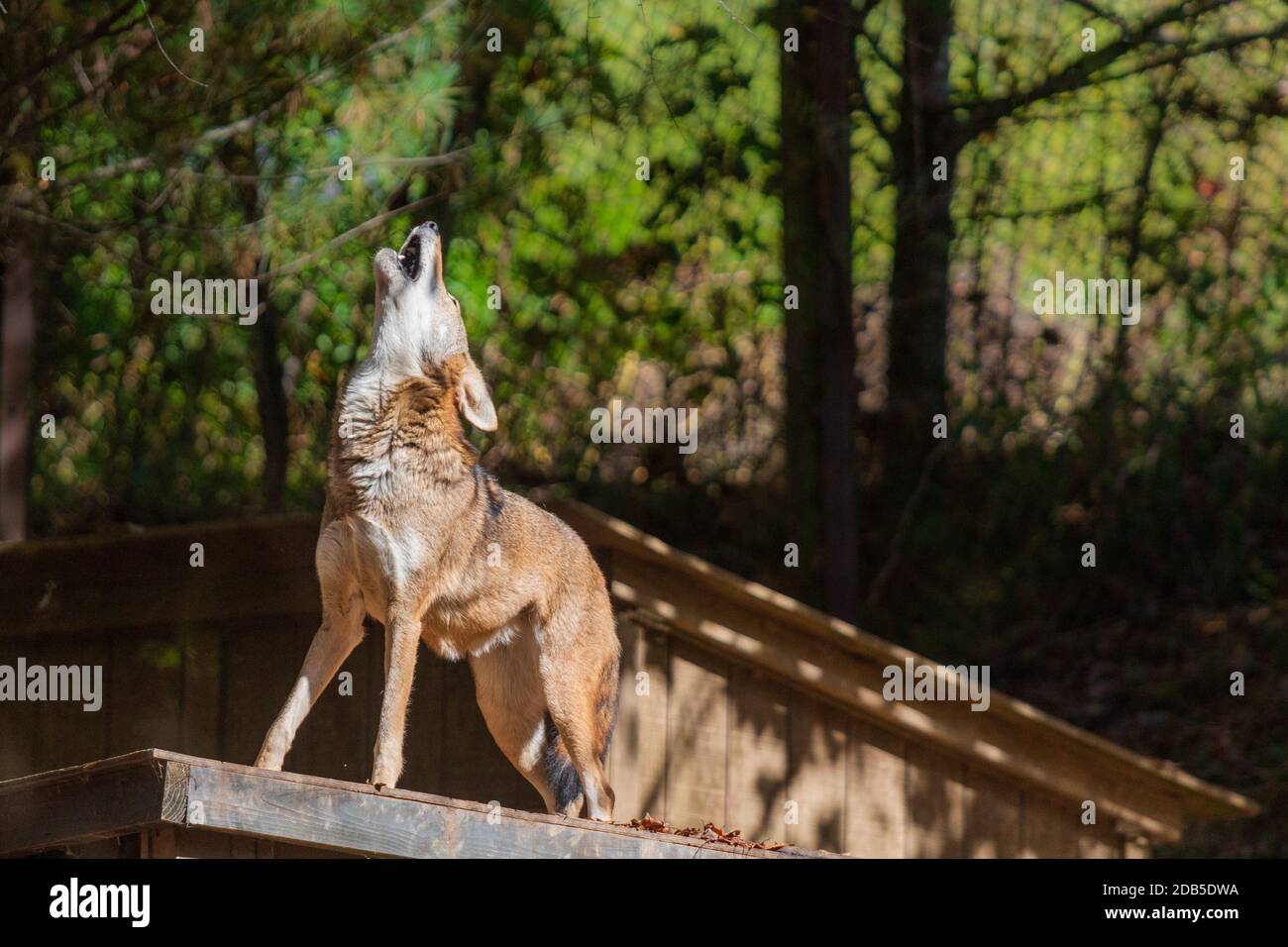 Ein roter Wolf (Canis rufus) heult im WNC Nature Center in Asheville, NC, USA Stockfoto