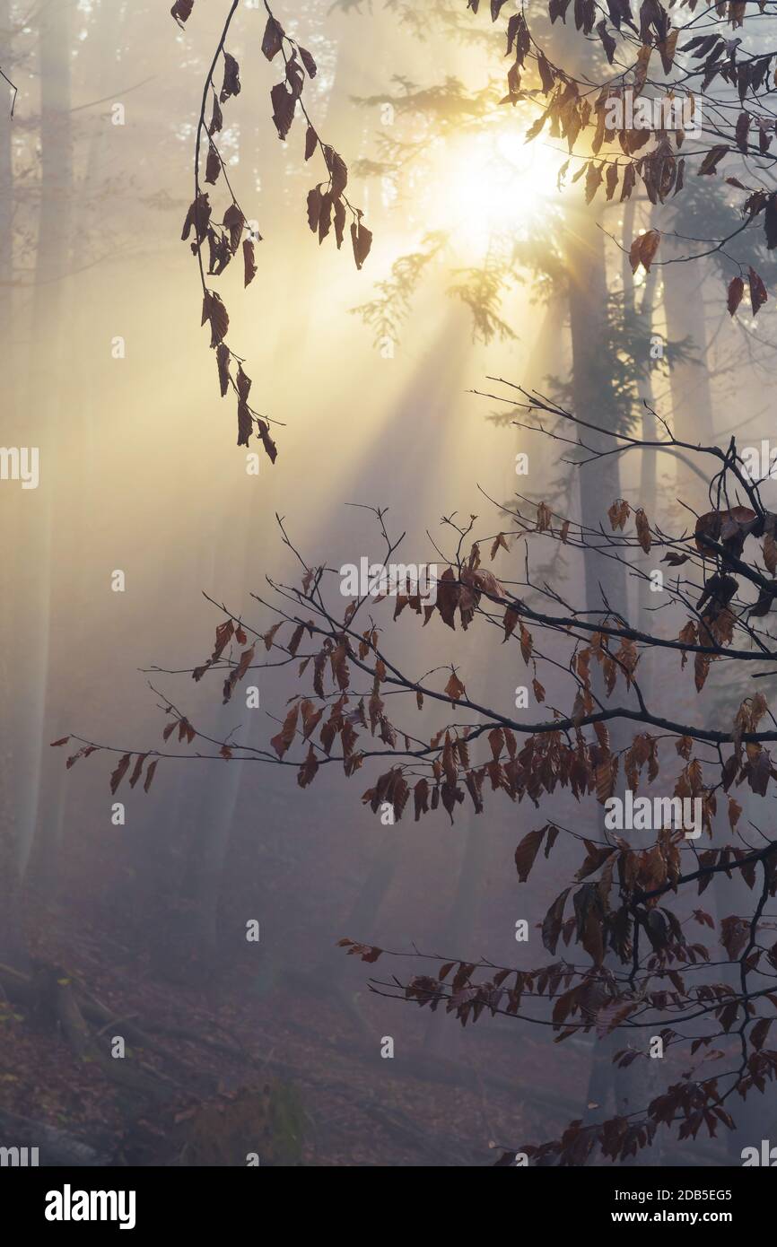 Buchenzweig mit trockenen Blättern und Sonne scheint durch Morgennebel im Hintergrund in einem verträumten mystischen Herbstwald. Schönheit in Natur, Forstwirtschaft und Opti Stockfoto