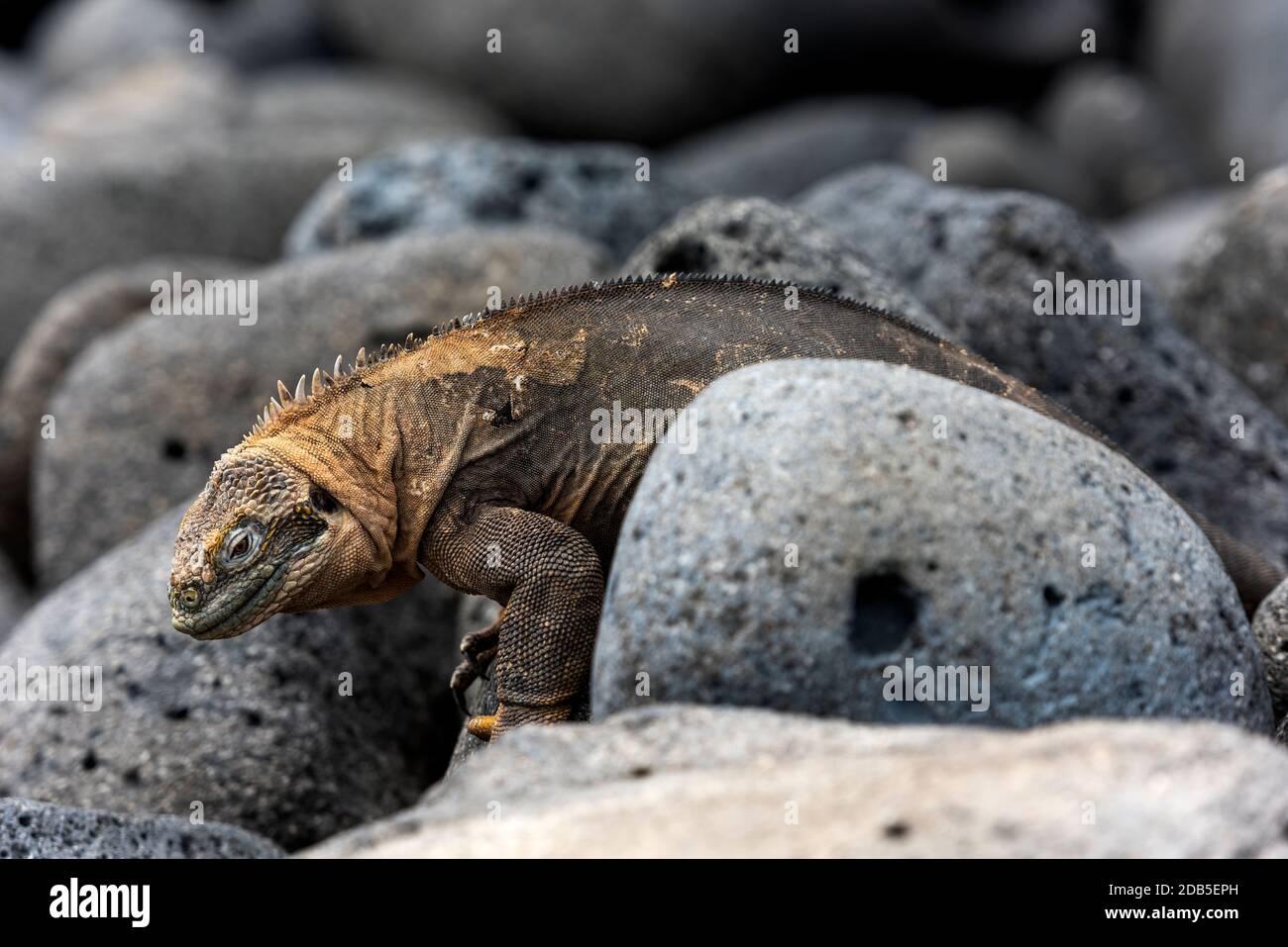 Galápagos-Inseln Stockfoto