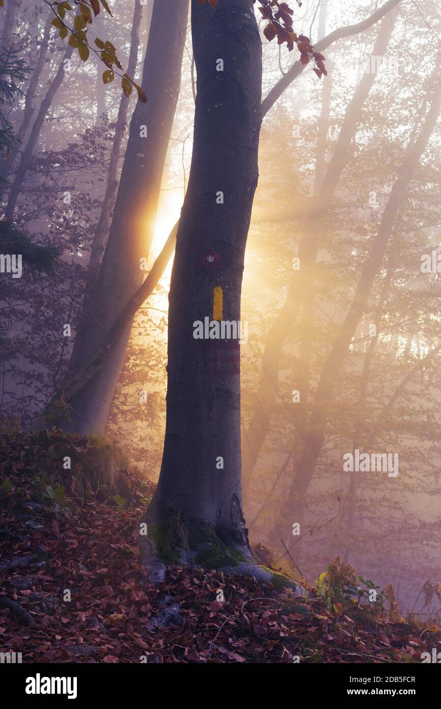 Markierungen auf Buchenstamm mit Sonne, die durch Morgennebel in einem verträumten mystischen Herbstwald scheint. Schönheit in der Natur, Forstwirtschaft und Optimismus Konzepte Stockfoto