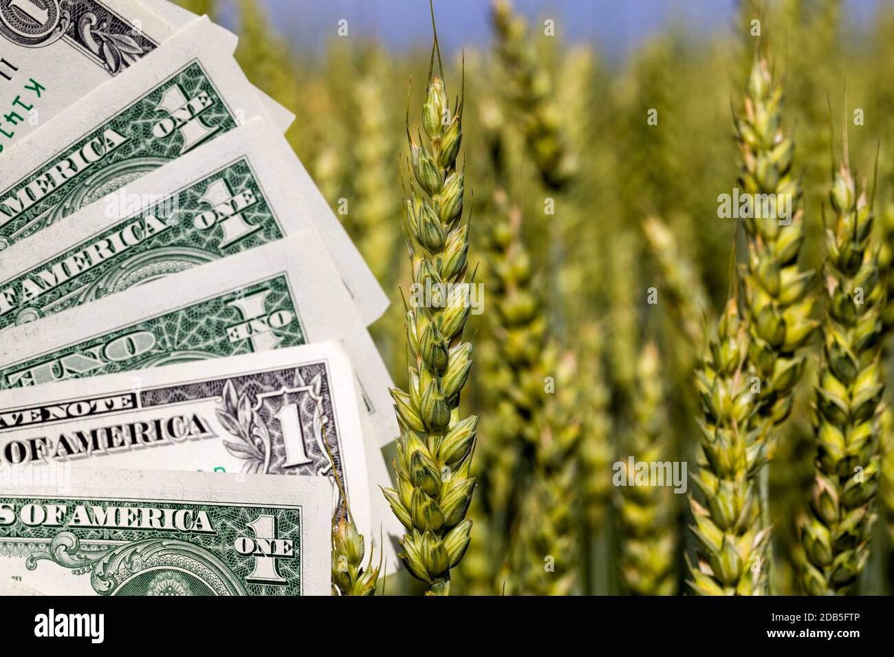 Landwirtschaftliche Gebiete, auf denen Tätigkeiten durchgeführt werden, um Getreide und Gewinne aus Weizen zu erhalten Stockfoto