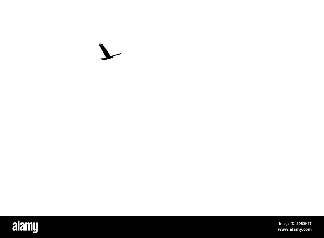 Westliche Marschen fliegen in den Himmel. Niedrige Winkelansicht mit Kopierbereich. Schwarz-weiße Silhouette. Stockfoto