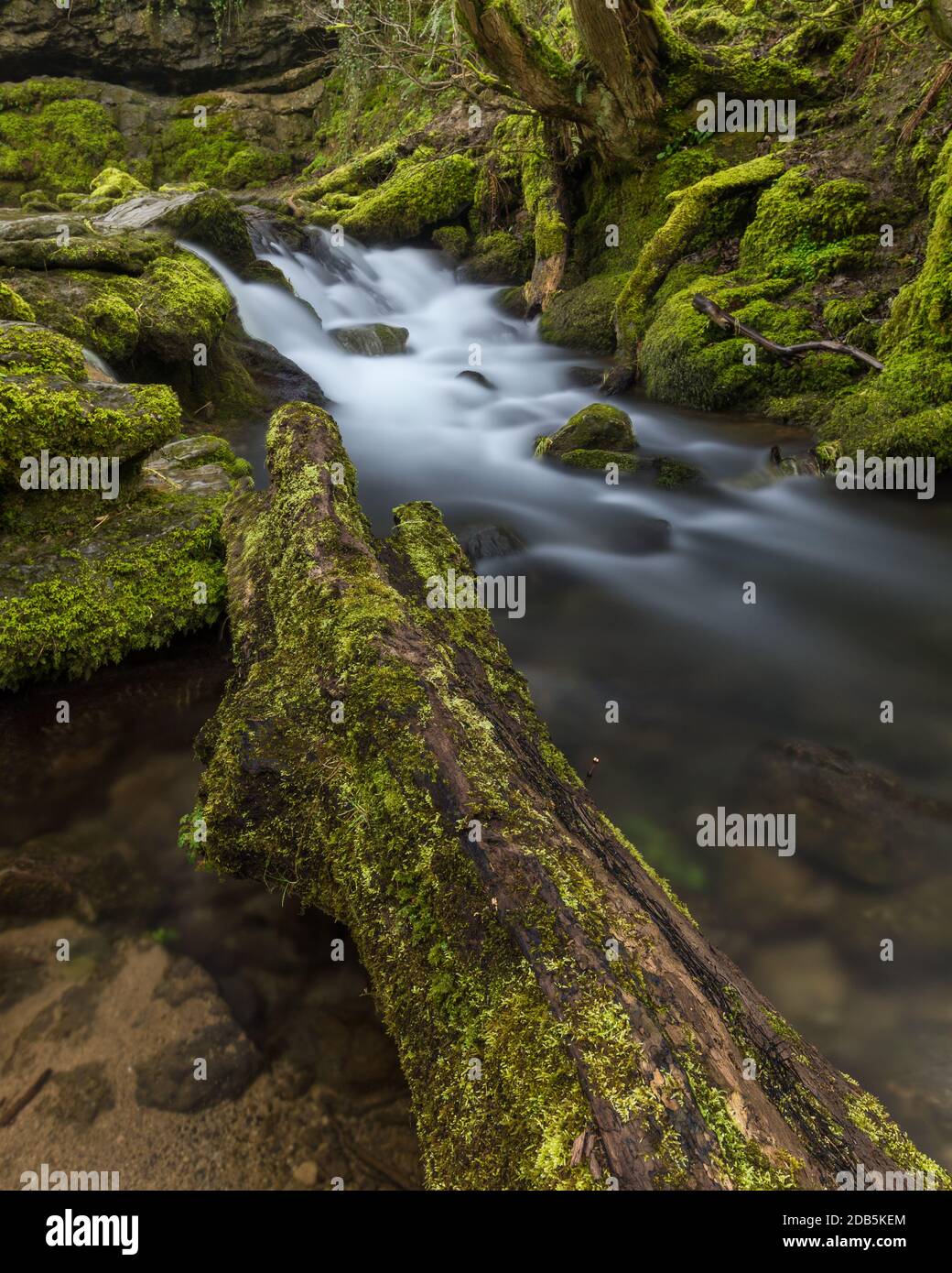 Kleiner üppiger Wasserfall in der britischen Landschaft, umgeben von grünem Moos. Stockfoto