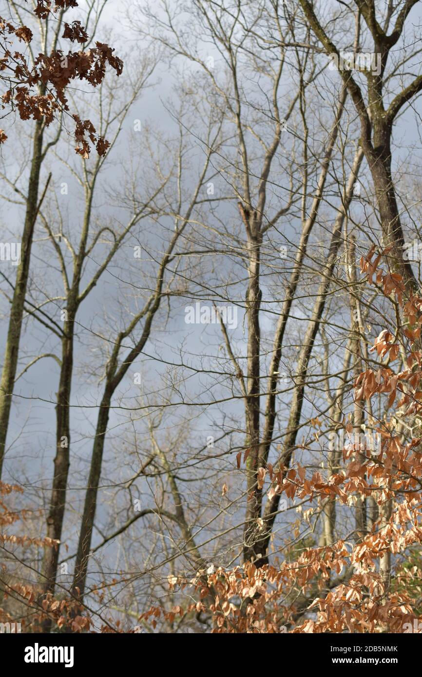 Herbst Winter Bäume auf bedeckt grauen Himmel evoziert Stärke und Einsamkeit. Stockfoto