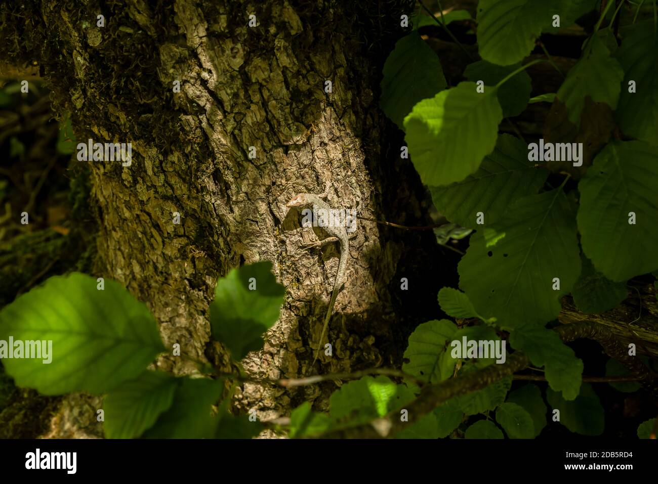 Grüne Waldeidechse, auf einem Baum sitzend. Wildeidechse grün. Stockfoto