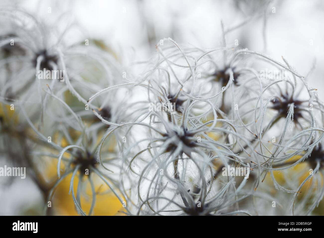 Clematis Pflanze bedeckt mit Morgentau Stockfoto