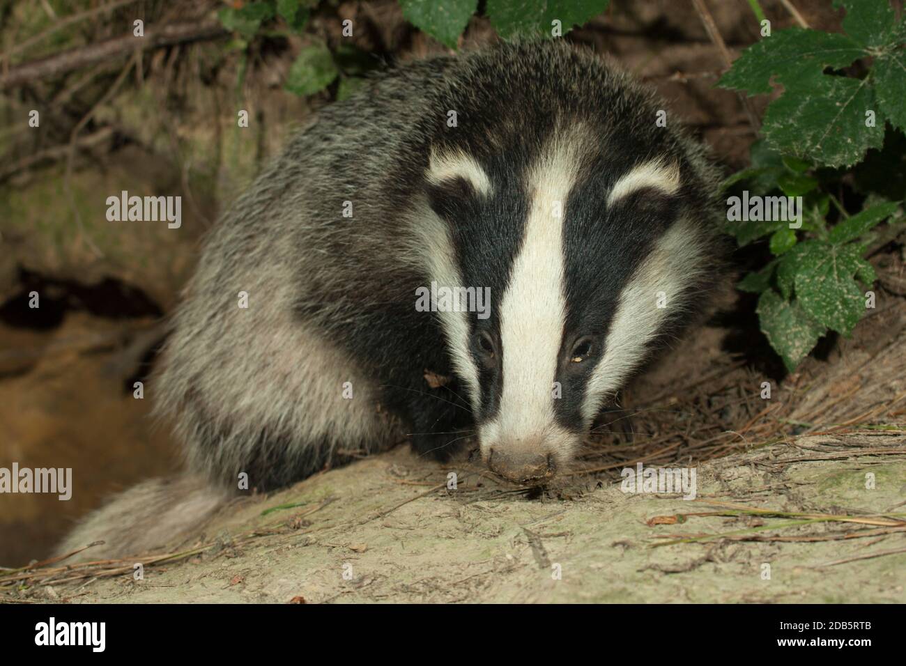 Wild Badger Cub (Meles meles) steht am Eingang von Sett.Hemsted Forest in der Nähe von Cranbroke Kent. 08.07.2006. Stockfoto