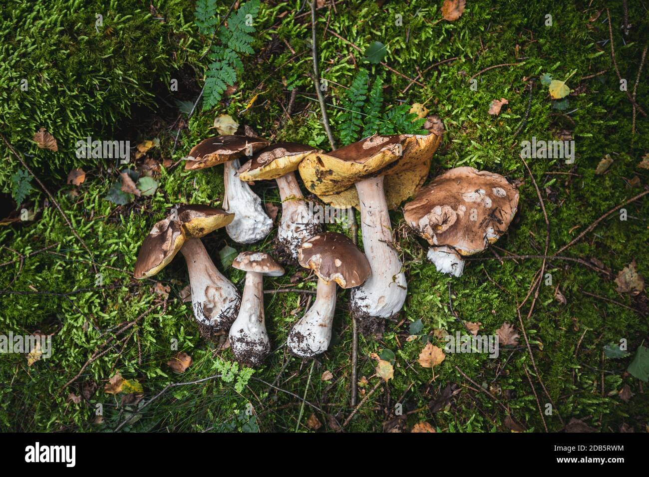 Top down schießen von frisch gezüchtet Steinpilze auf grünem Moos angeordnet. Stockfoto