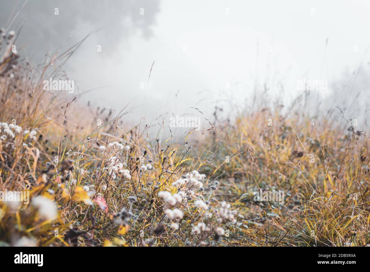 Wildblumenwiese am trüben herbstlichen Morgen. Aufnahmen mit niedrigem Winkel Stockfoto