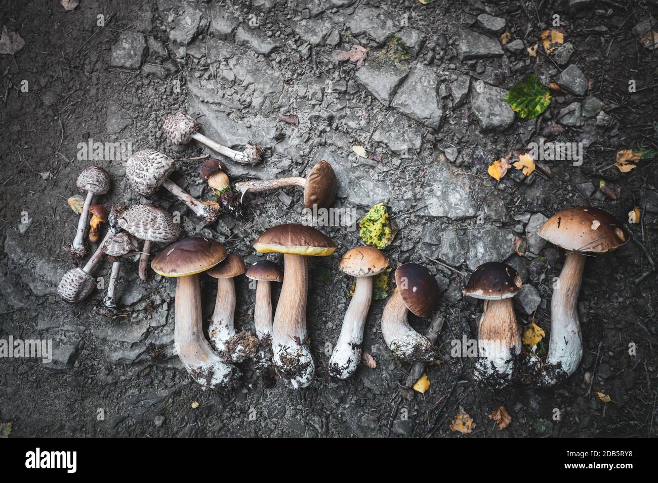 Top down schießen von frisch gezüchtet Steinpilze auf angeordnet Felsiger Weg im Wald Stockfoto