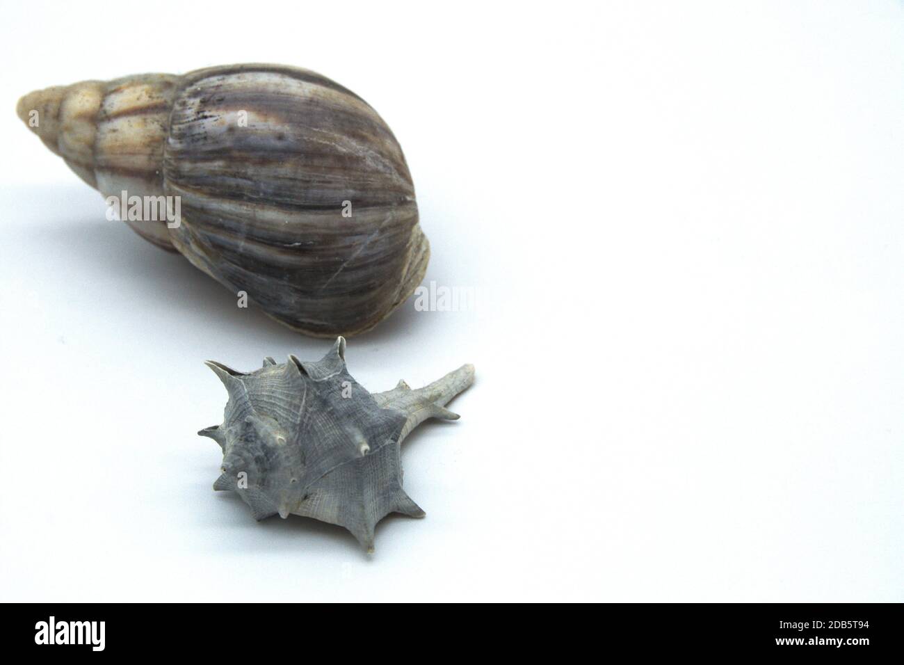 Zusammensetzung von Muscheln isoliert auf weißem Hintergrund Stockfoto