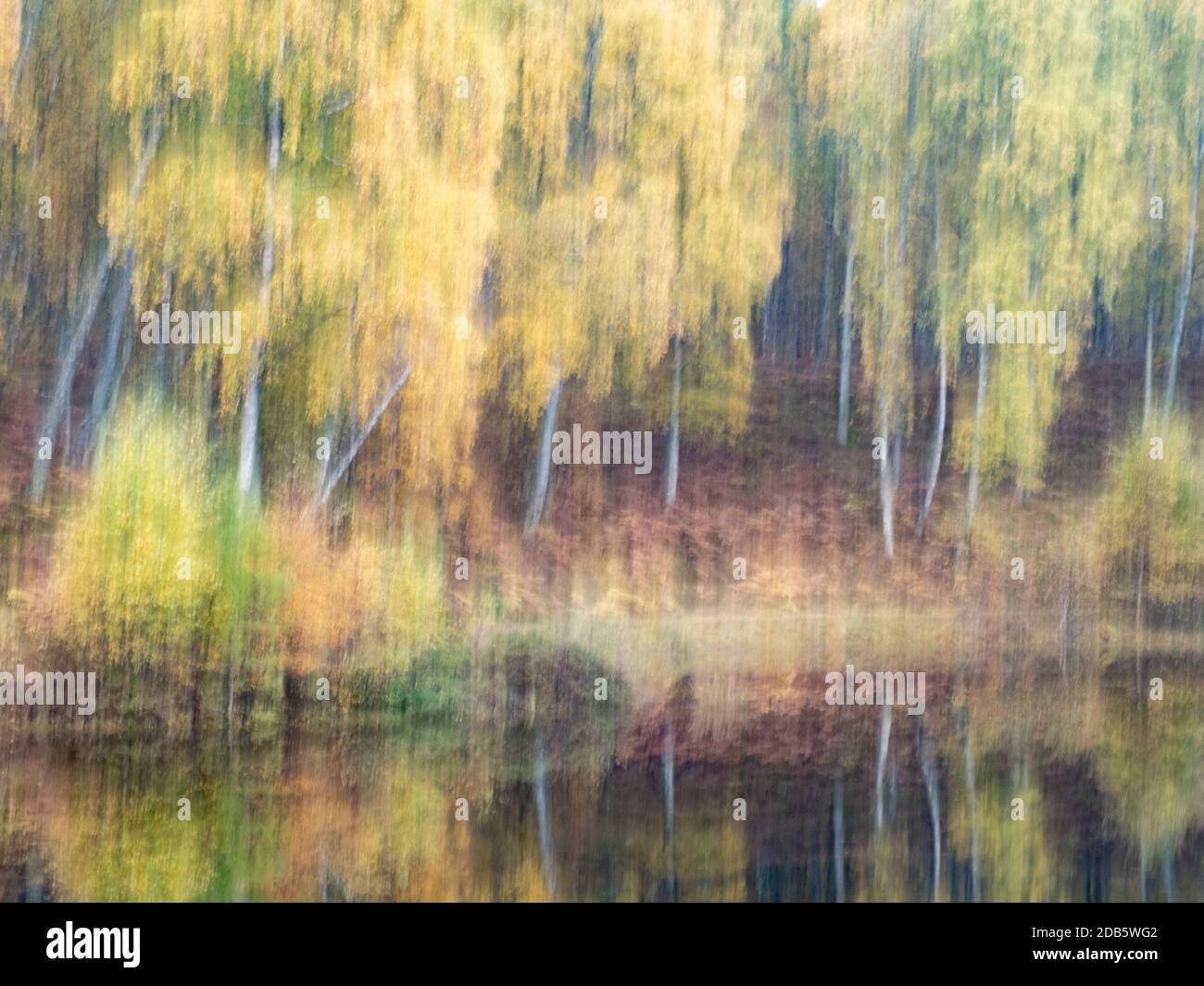 Craigellachie National Nature Reserve, Aviemore, Schottland, Herbstfarbe in Birkenwäldern Stockfoto