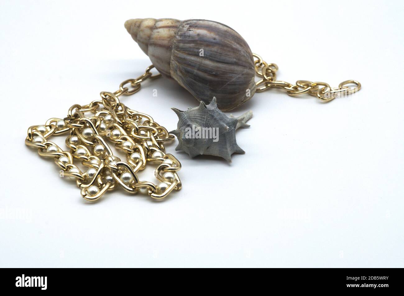 Zusammensetzung von Muscheln isoliert auf weißem Hintergrund Stockfoto