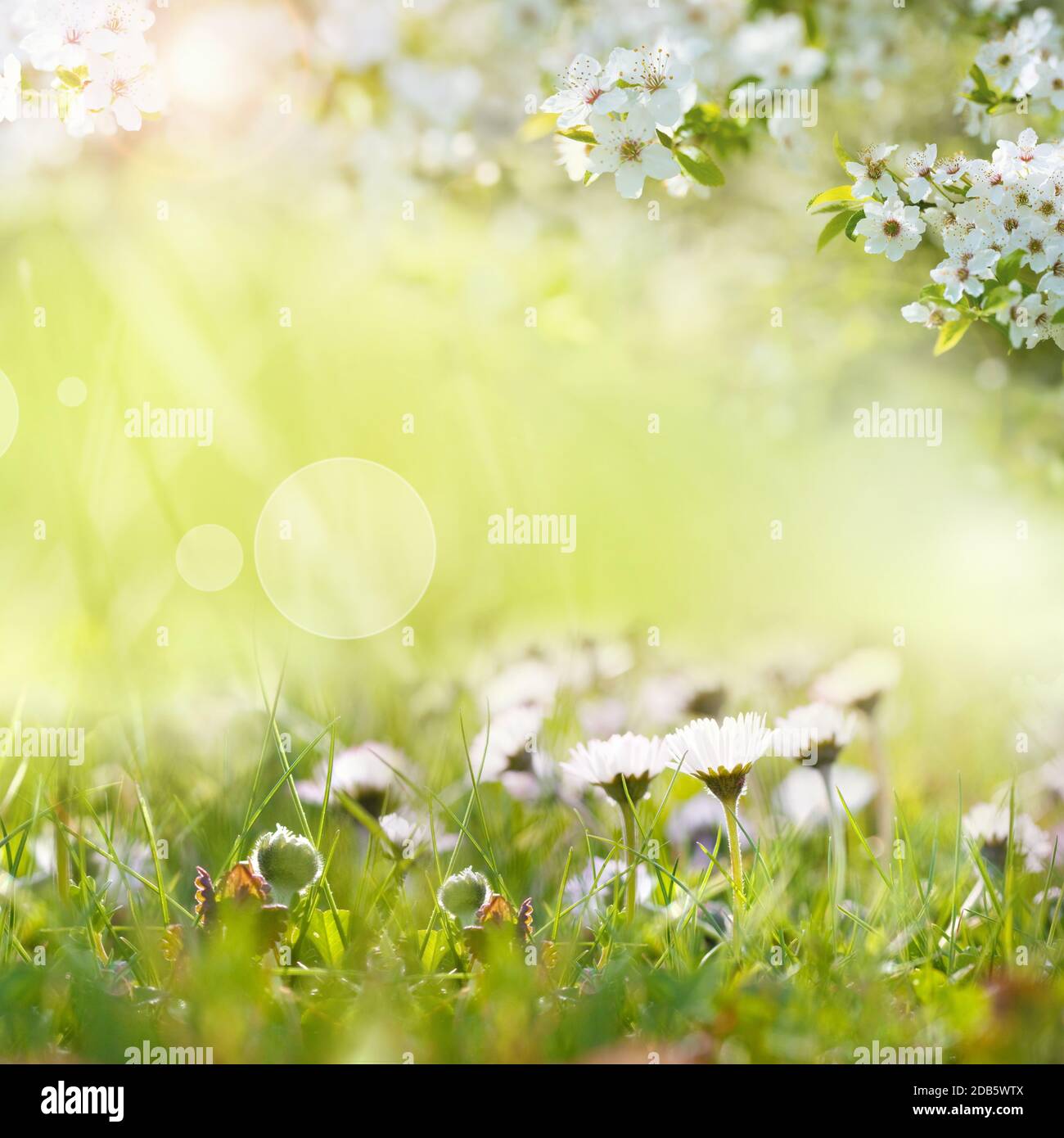 Viele Gänseblümchen auf sonniger Frühlingswiese. Quadratische Nahaufnahme mit kurzer Tiefenfokussierung und hellem Bokeh. Stockfoto