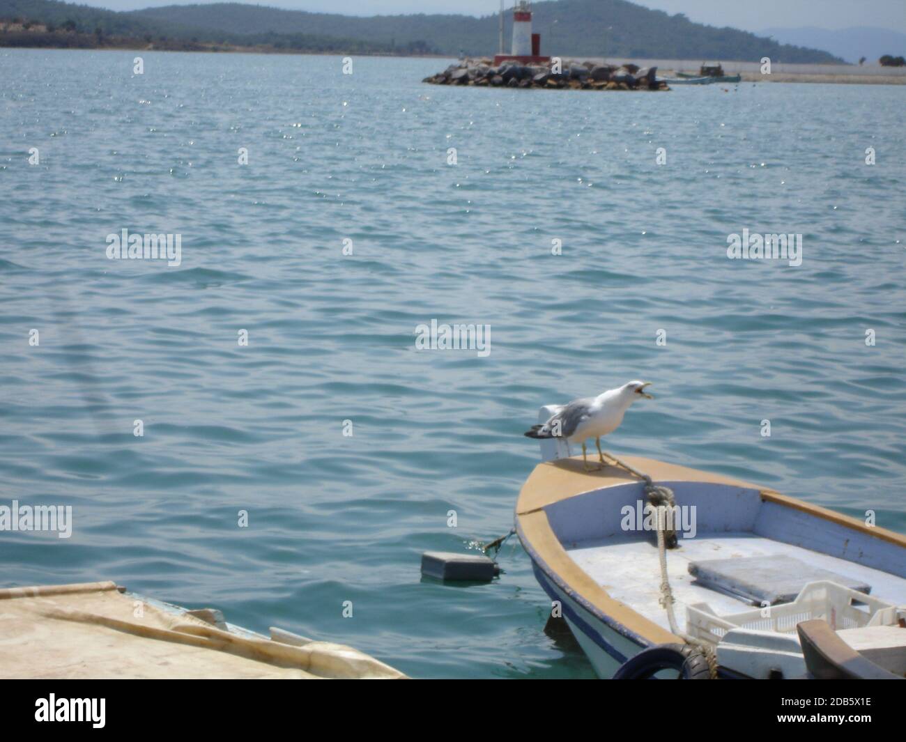 Möwe des Bosporus Stockfoto