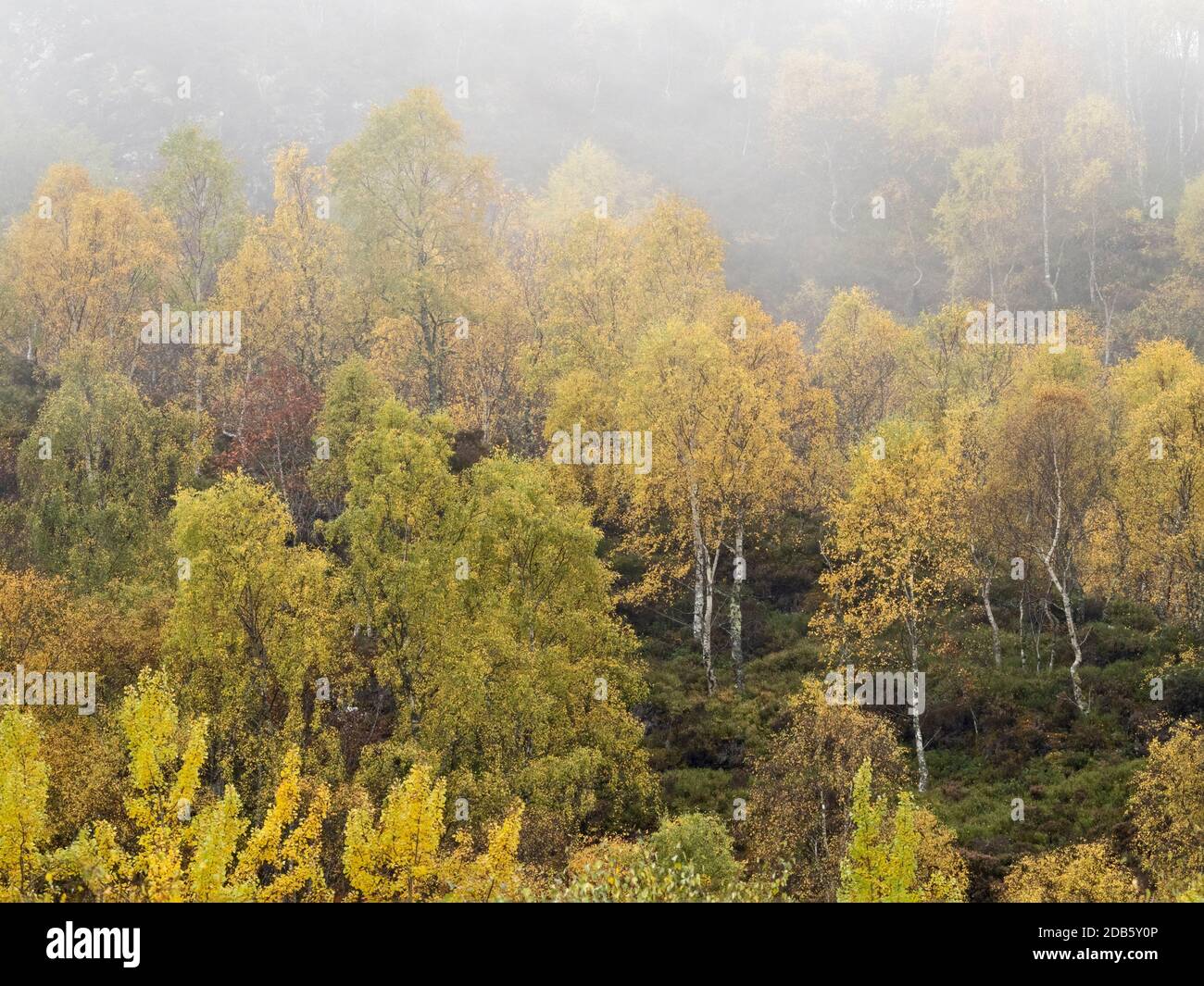 Craigellachie National Nature Reserve, Aviemore, Schottland, Herbstfarbe in Birkenwäldern Stockfoto