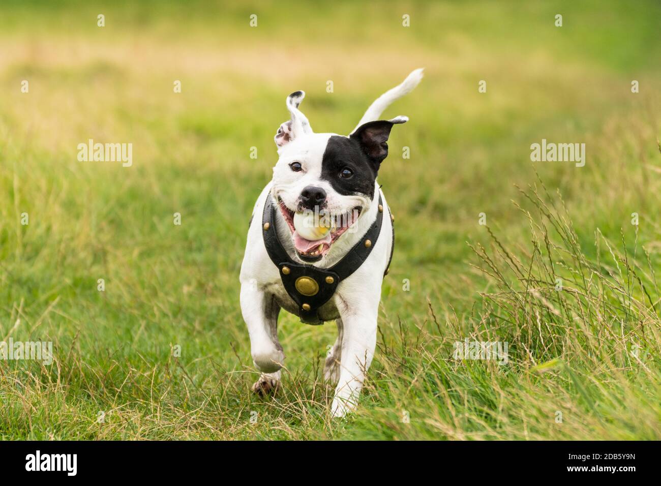 Energetischer Staffordshire Bull Terrier Hund läuft im Feld mit einem Ball im Mund. Stockfoto